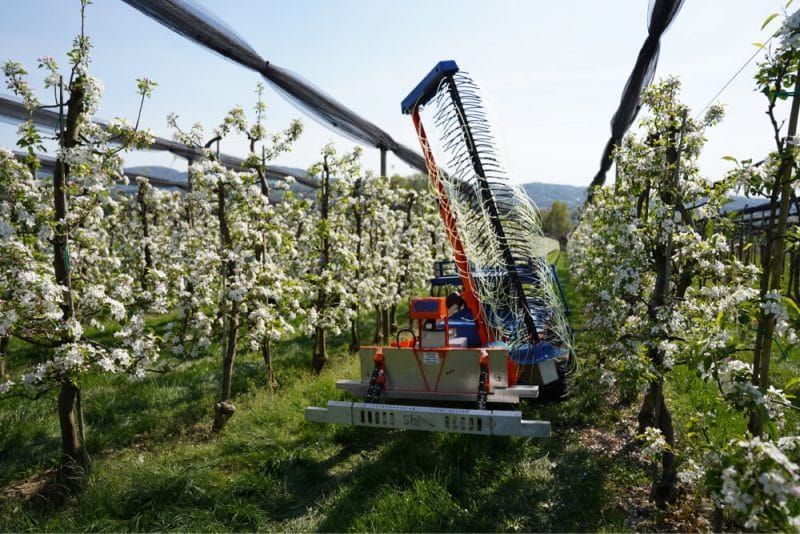 How to Enhance Fruit Quality on Your Trees?