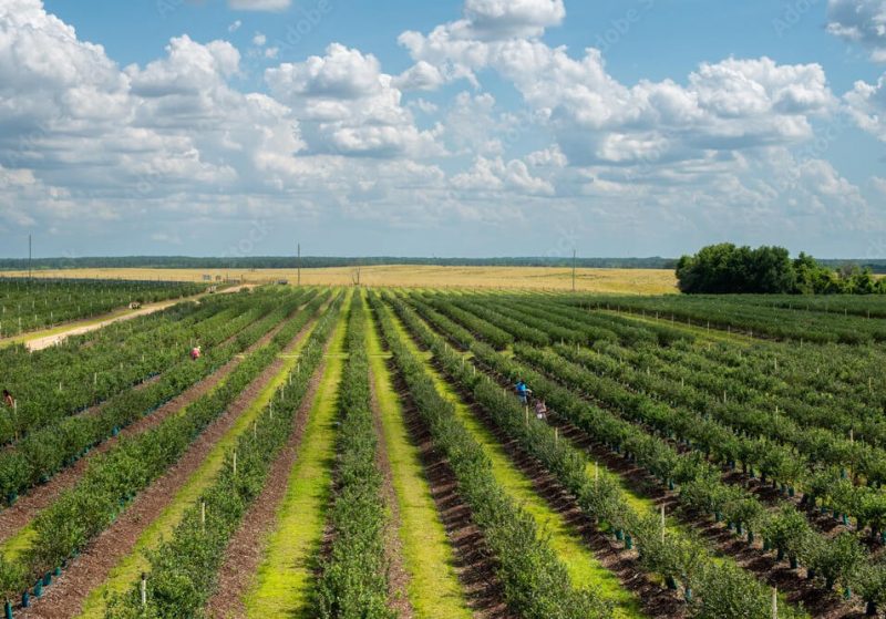 Non-traditional plantations: