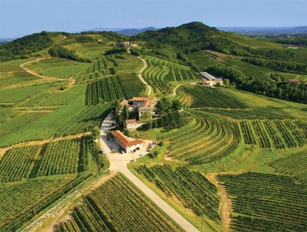 Medium vineyards: